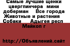 Самые лучшие щенки цвергпинчера (мини доберман) - Все города Животные и растения » Собаки   . Адыгея респ.,Майкоп г.